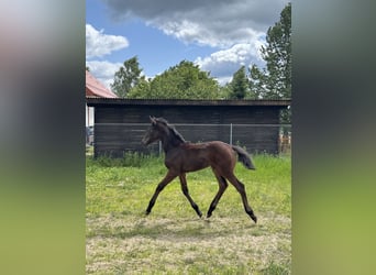 Hanoverian, Mare, Foal (01/2025), Bay