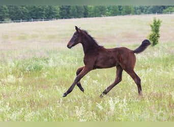 Hanoverian, Mare, Foal (01/2025), Bay