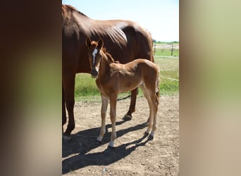 Hanoverian, Mare, , Bay