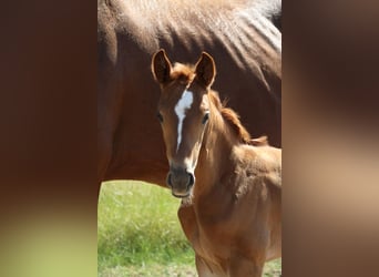 Hanoverian, Mare, , Bay