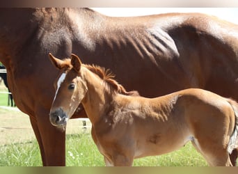 Hanoverian, Mare, , Bay
