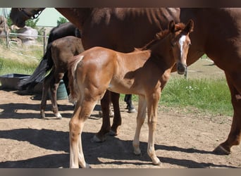 Hanoverian, Mare, , Bay
