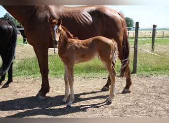 Hanoverian, Mare, , Bay