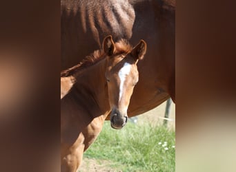 Hanoverian, Mare, , Bay
