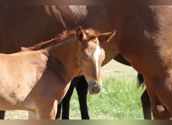 Hanoverian, Mare, , Bay