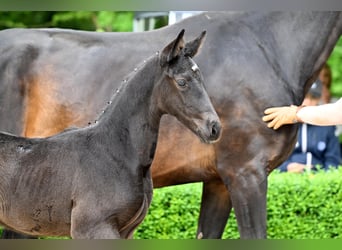 Hanoverian, Mare, , Black