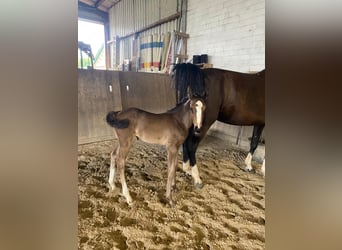 Hanoverian, Mare, Foal (06/2025), Black