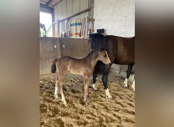 Hanoverian, Mare, Foal (06/2025), Black