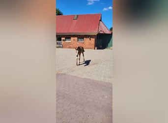 Hanoverian, Mare, Foal (06/2025), Black