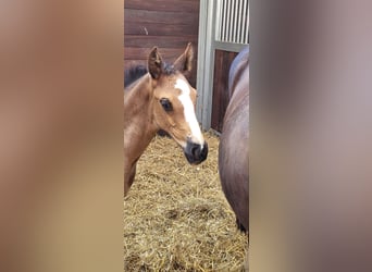 Hanoverian, Mare, Foal (06/2025), Black
