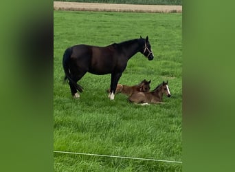 Hanoverian, Mare, Foal (06/2025), Black