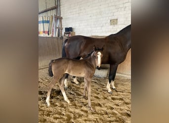 Hanoverian, Mare, Foal (06/2025), Black