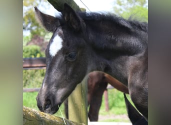 Hanoverian, Mare, Foal (04/2024), Black