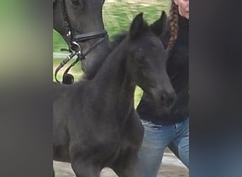 Hanoverian, Mare, , Black