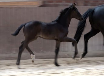 Hanoverian, Mare, Foal (03/2026), Black