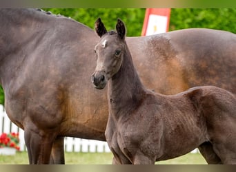 Hanoverian, Mare, , Black
