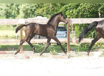 Hanoverian, Mare, Foal (04/2023), Black