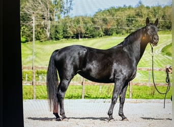 Hanoverian, Mare, Foal (04/2023), Black