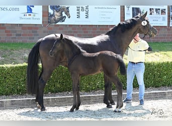 Hanoverian, Mare, , Black