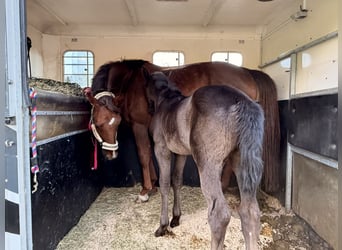 Hanoverian, Mare, Foal (04/2026), Black