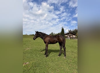 Hanoverian, Mare, Foal (04/2026), Black