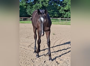 Hanoverian, Mare, Foal (04/2025), Black