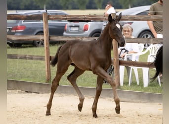 Hanoverian, Mare, Foal (04/2025), Black