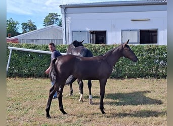 Hanoverian, Mare, Foal (04/2025), Black