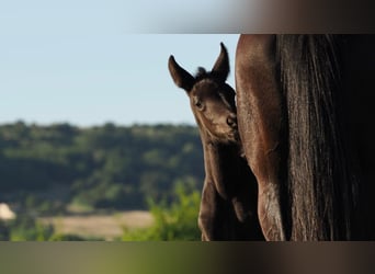 Hanoverian, Mare, Foal (01/2026), Black