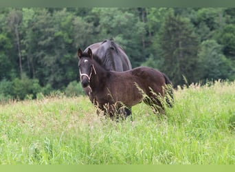 Hanoverian, Mare, Foal (03/2026), Black
