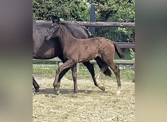 Hanoverian, Mare, Foal (04/2025), Black