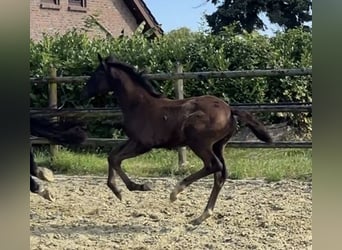 Hanoverian, Mare, Foal (04/2025), Black