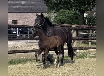 Hanoverian, Mare, Foal (04/2025), Black