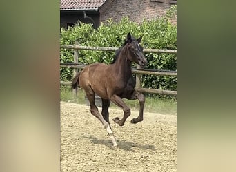 Hanoverian, Mare, Foal (04/2025), Black