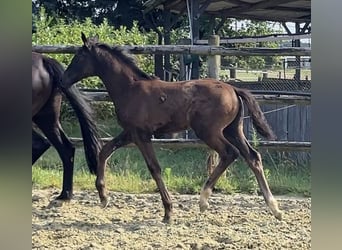 Hanoverian, Mare, Foal (04/2025), Black