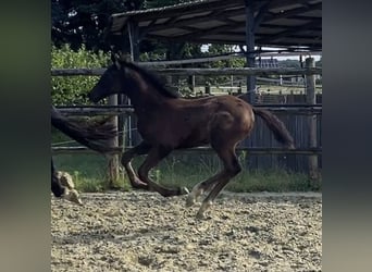 Hanoverian, Mare, Foal (04/2025), Black