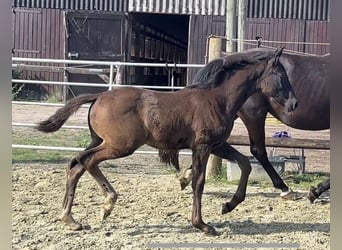 Hanoverian, Mare, Foal (04/2025), Black