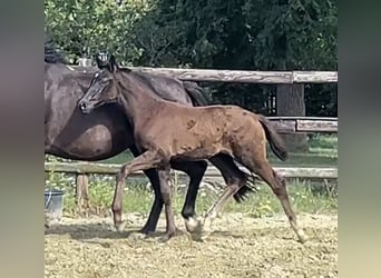 Hanoverian, Mare, Foal (04/2025), Black