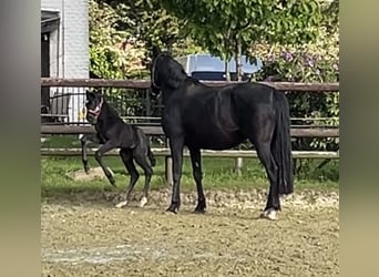 Hanoverian, Mare, Foal (04/2025), Black