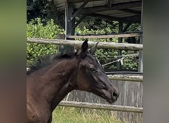 Hanoverian, Mare, Foal (04/2025), Black