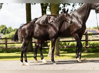 Hanoverian, Mare, Foal (03/2025), Black