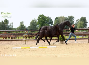 Hanoverian, Mare, Foal (03/2025), Black