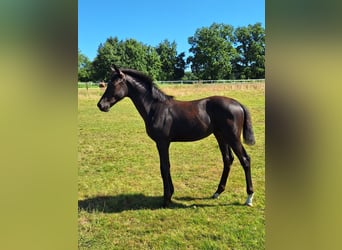 Hanoverian, Mare, Foal (04/2025), Black