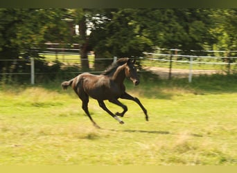 Hanoverian, Mare, Foal (04/2025), Black