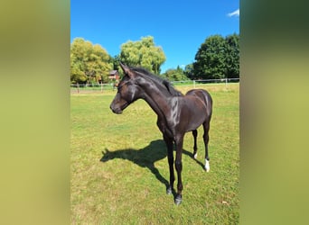 Hanoverian, Mare, Foal (04/2025), Black