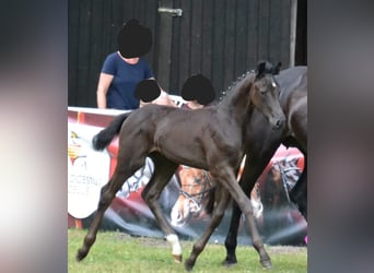 Hanoverian, Mare, Foal (04/2025), Black