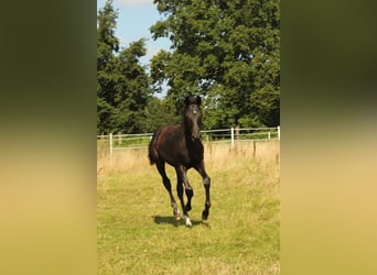 Hanoverian, Mare, Foal (04/2025), Black