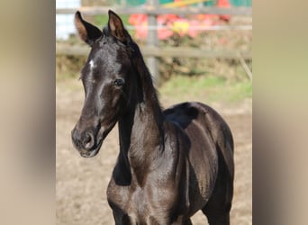 Hanoverian, Mare, Foal (03/2026), Black