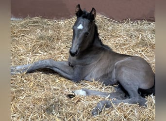 Hanoverian, Mare, , Black