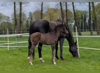 Hanoverian, Mare, , Black